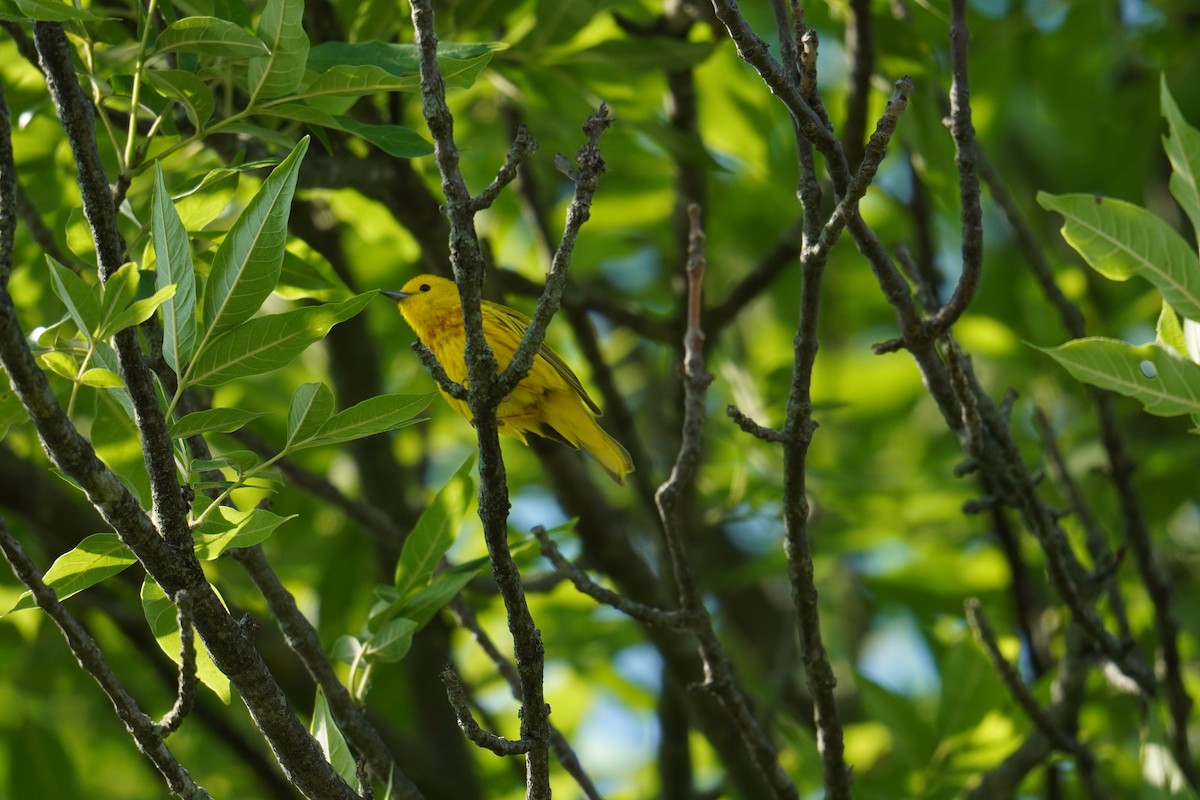 Yellow Warbler (Northern) - ML619957362