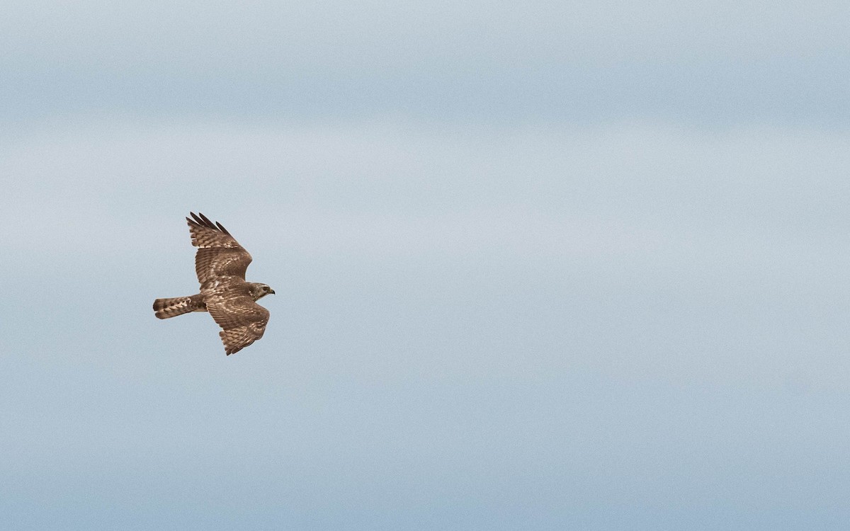 Broad-winged Hawk - ML619957367