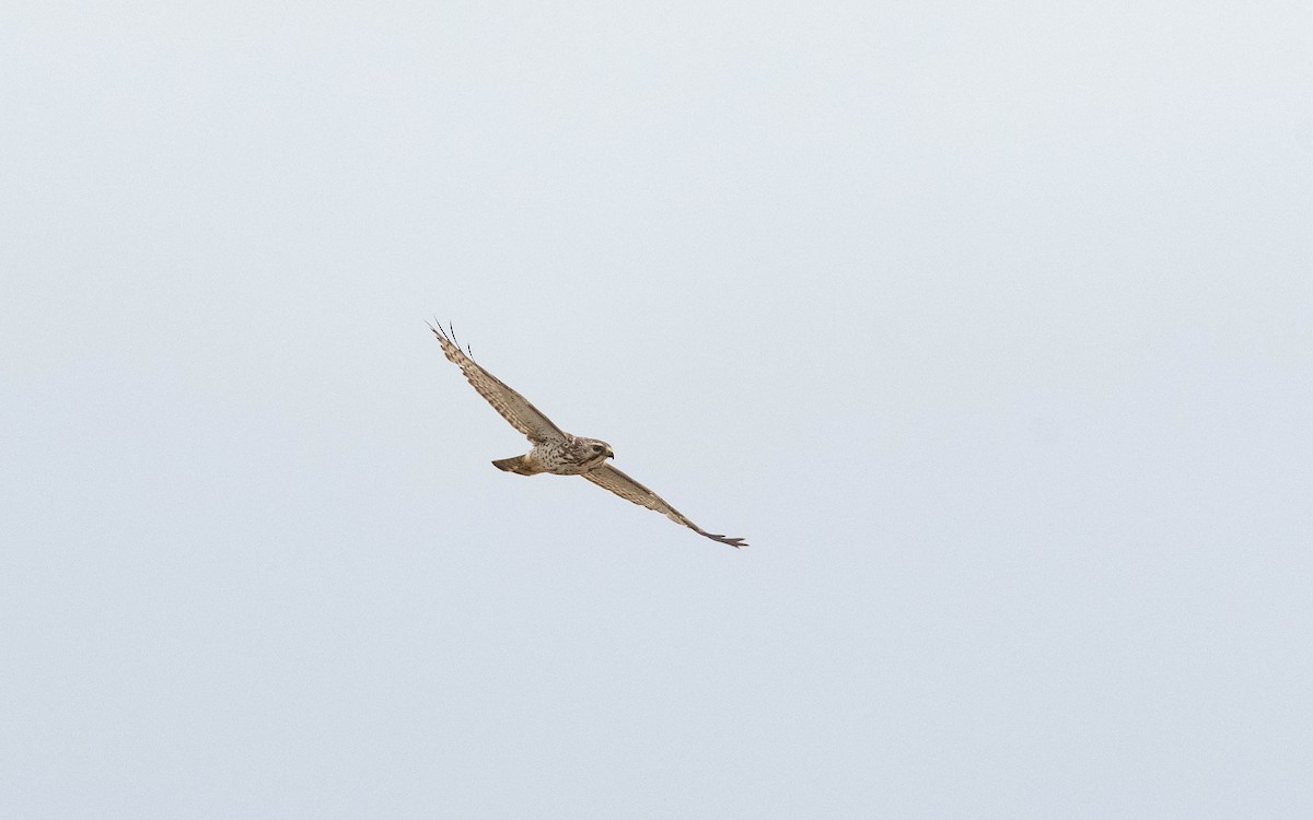 Breitflügelbussard - ML619957368