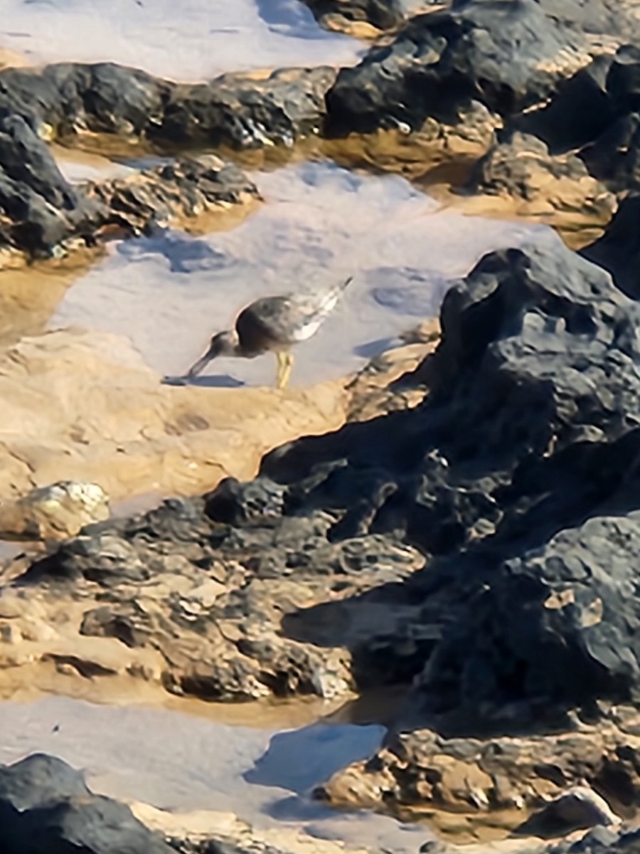 Wandering Tattler - ML619957371