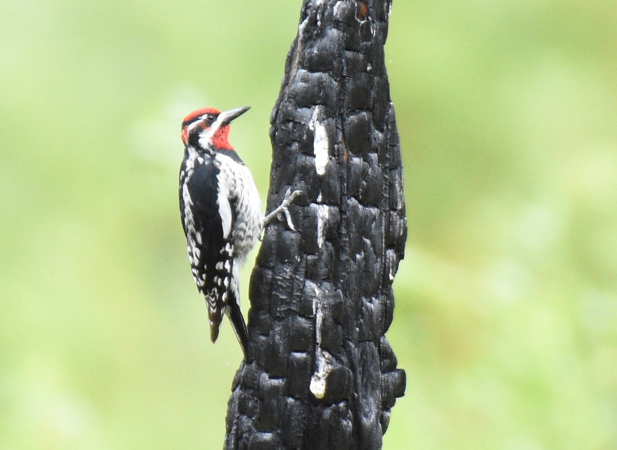 eBird Checklist - 2 Jun 2024 - Calliope Crossing - 35 species