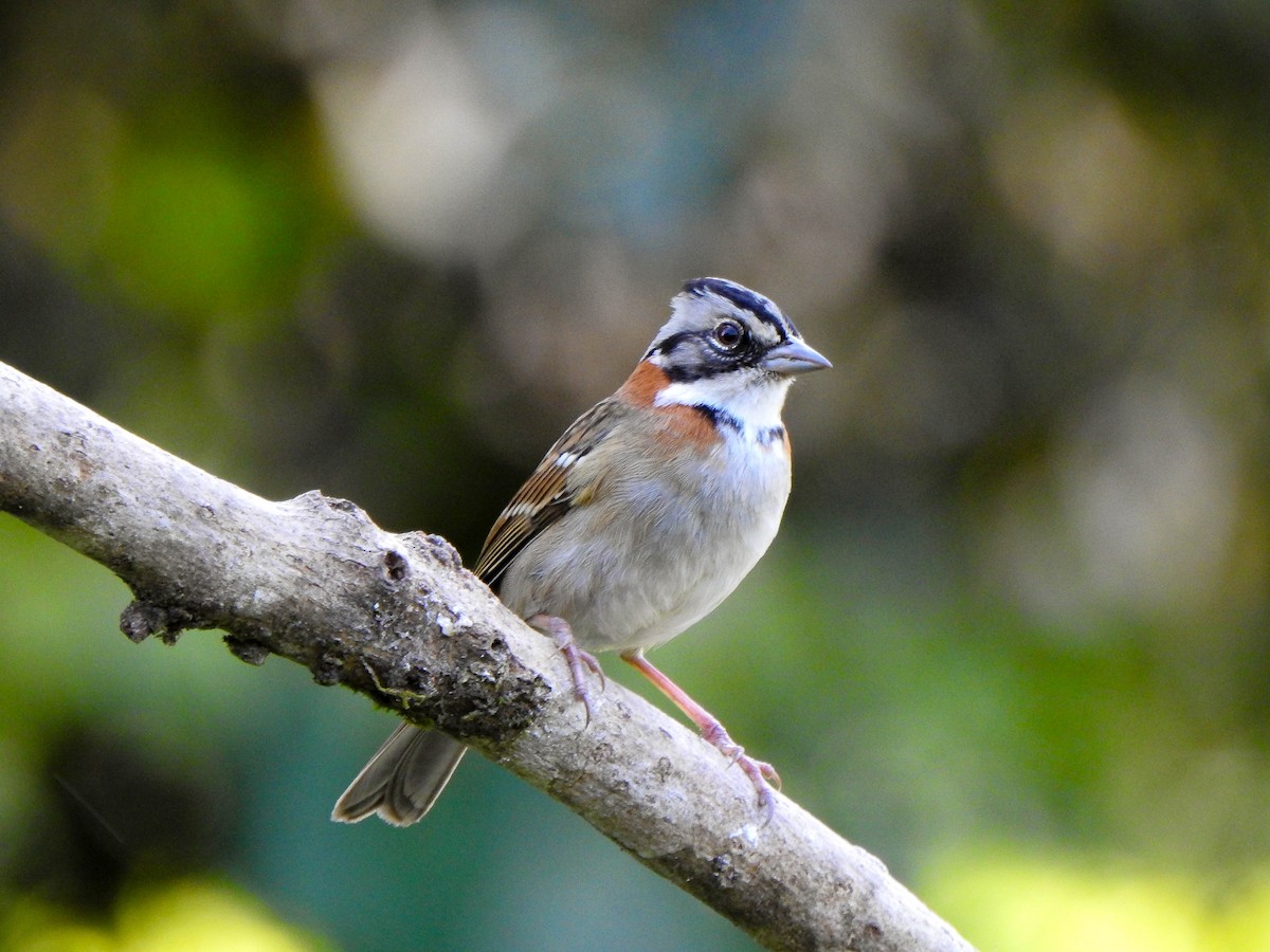 Rufous-collared Sparrow - ML619957377