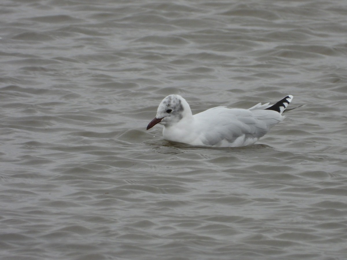 Brown-hooded Gull - Más Aves