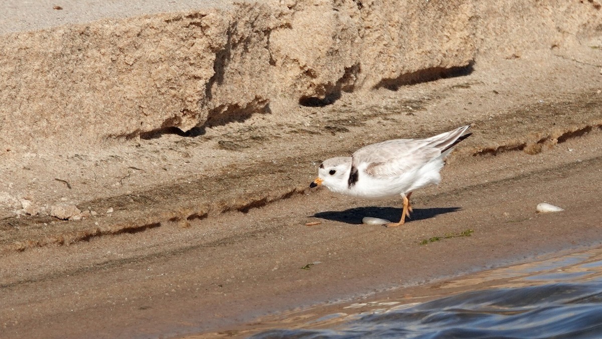 Piping Plover - ML619957407
