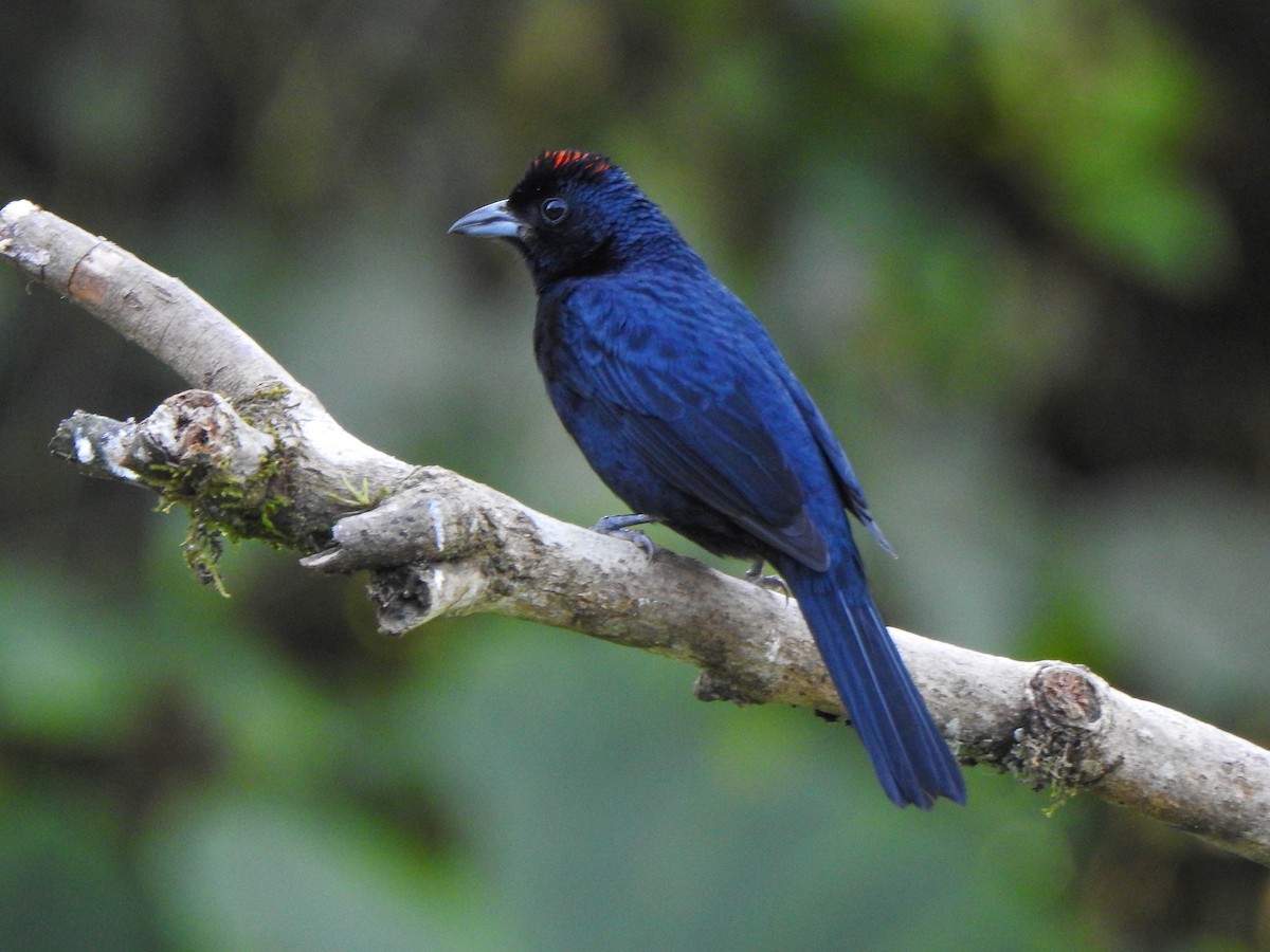 Ruby-crowned Tanager - ML619957421