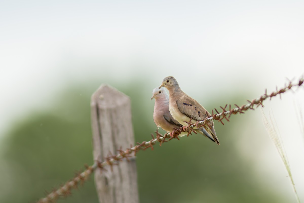 Plain-breasted Ground Dove - Marcelo  Telles