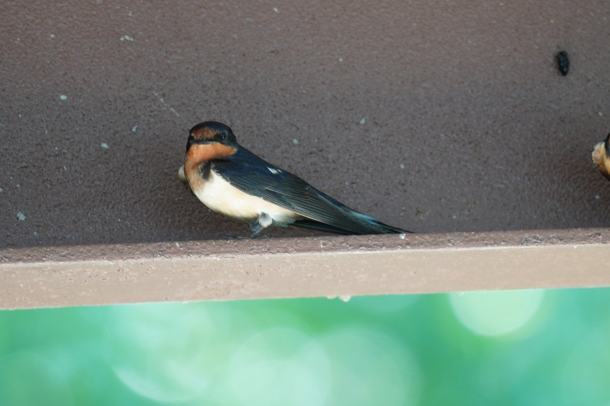 Barn Swallow (American) - ML619957431