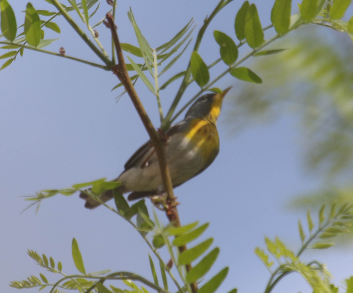 Northern Parula - ML619957435