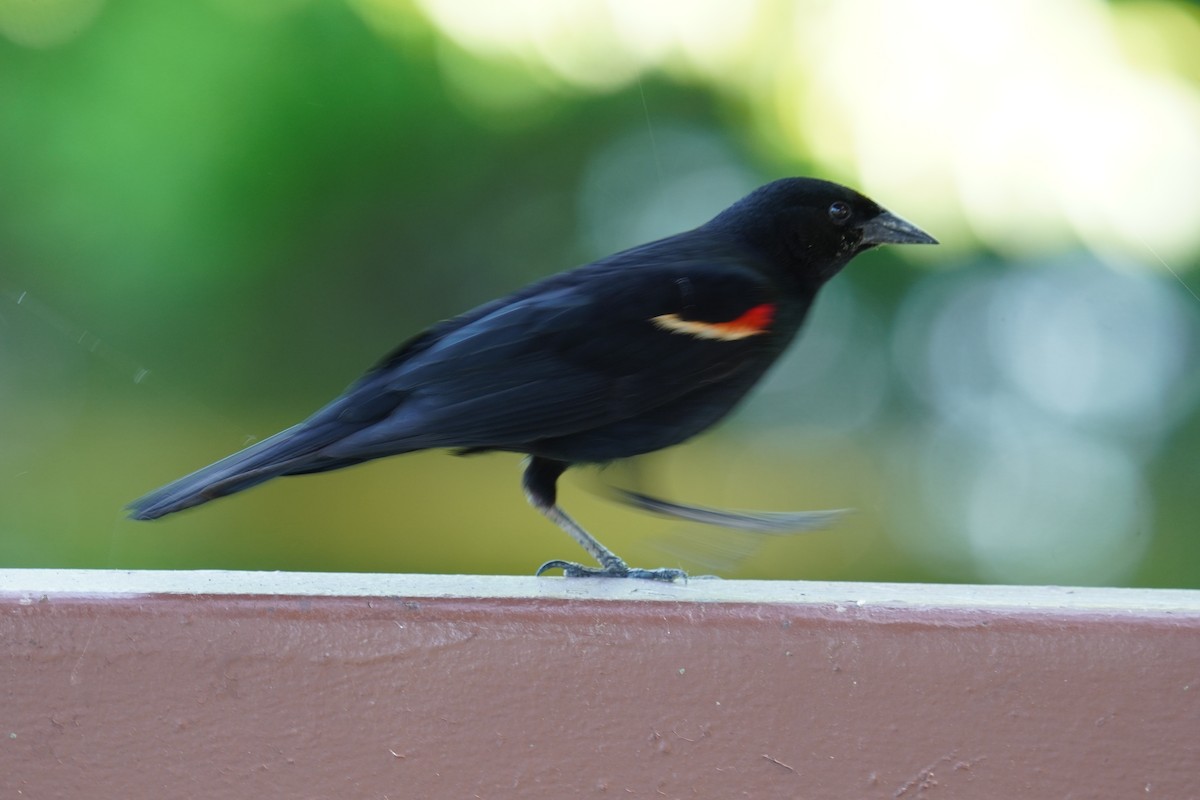 Red-winged Blackbird (Red-winged) - ML619957440
