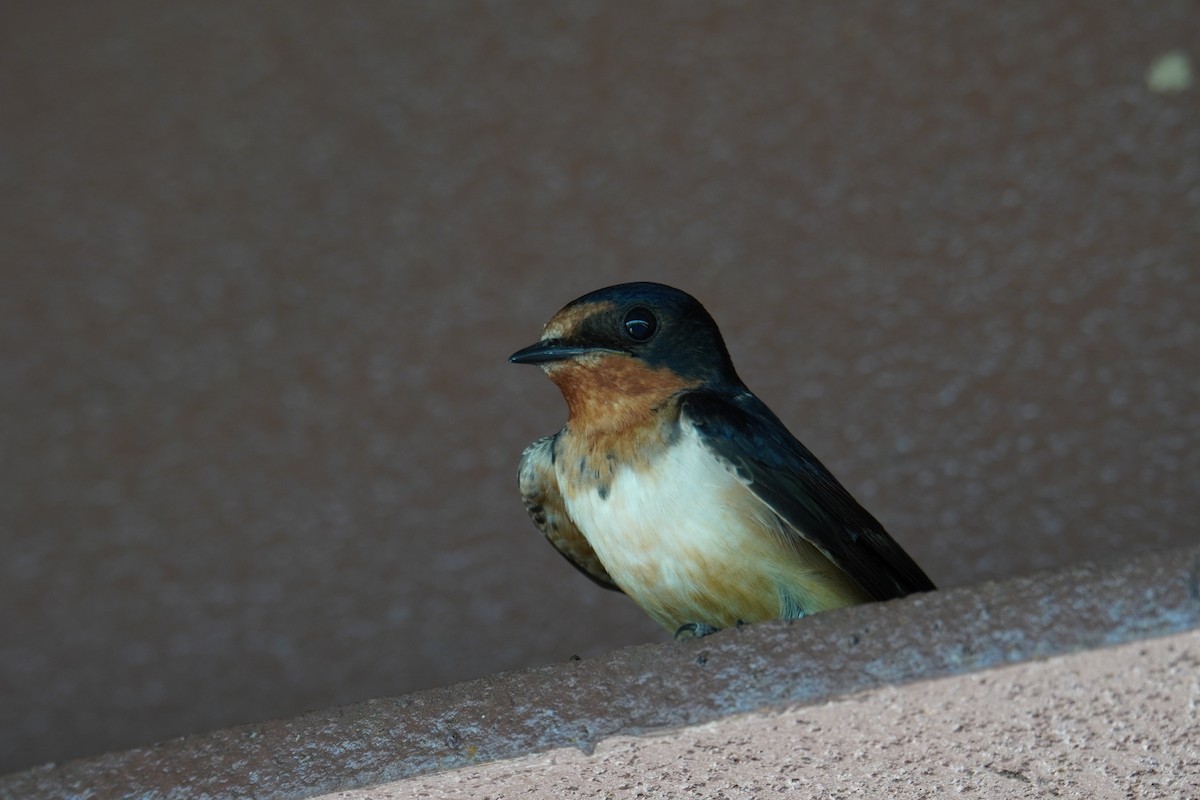 Barn Swallow (American) - ML619957446