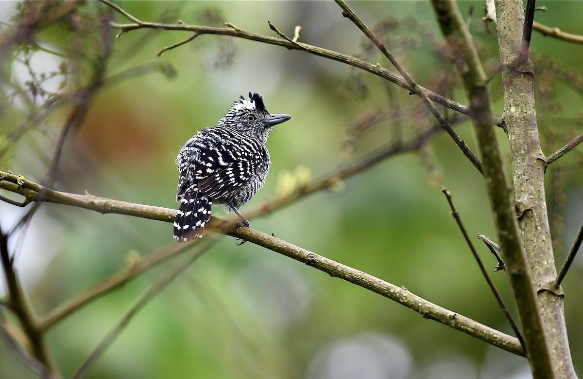 Barred Antshrike - Javier Antonio Pérez Chaves