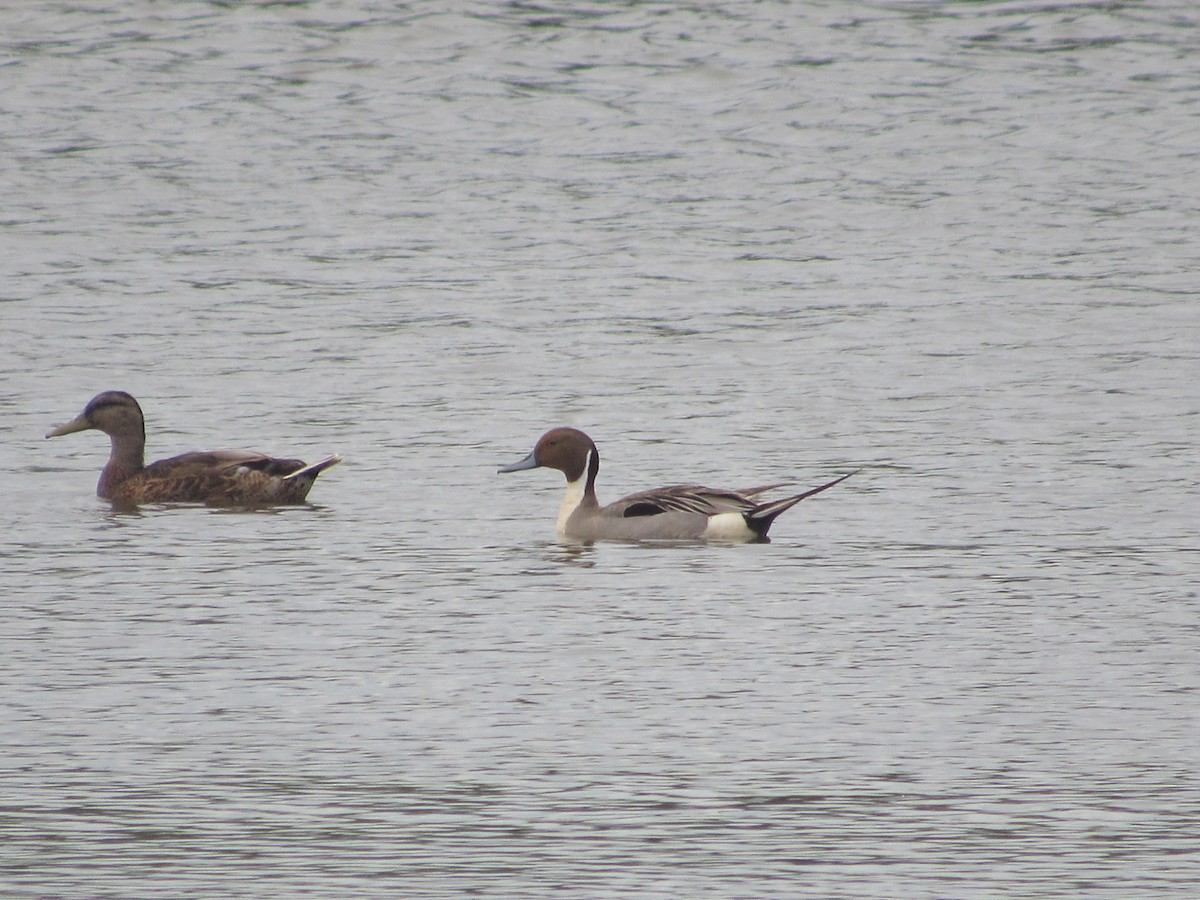 Northern Pintail - ML619957459