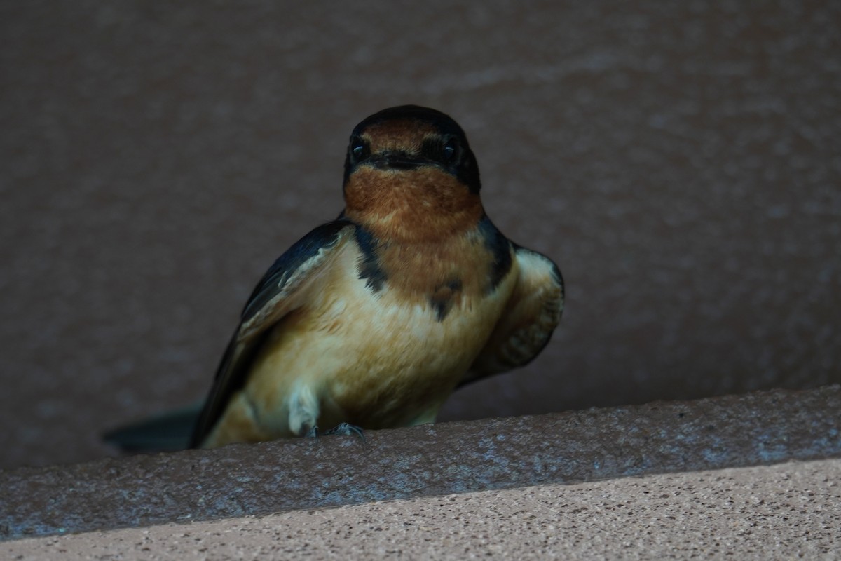 Barn Swallow (American) - ML619957479