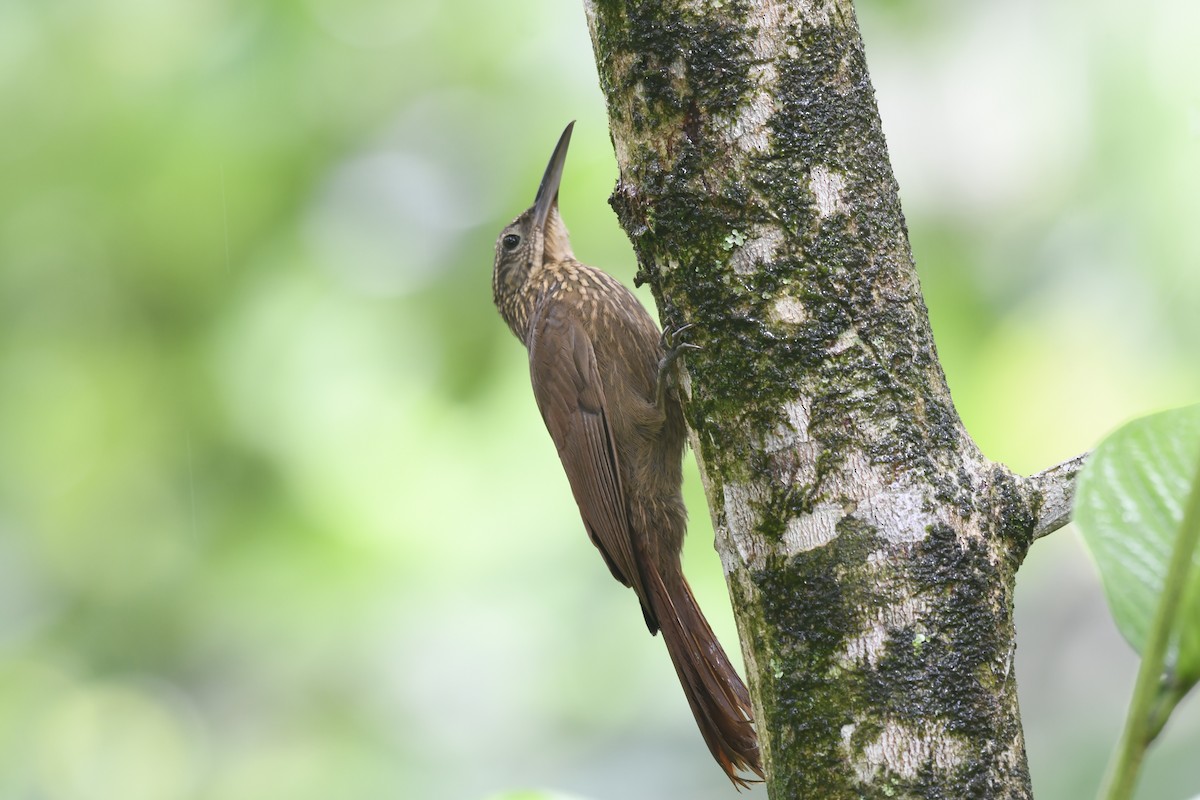 Cocoa Woodcreeper - ML619957487