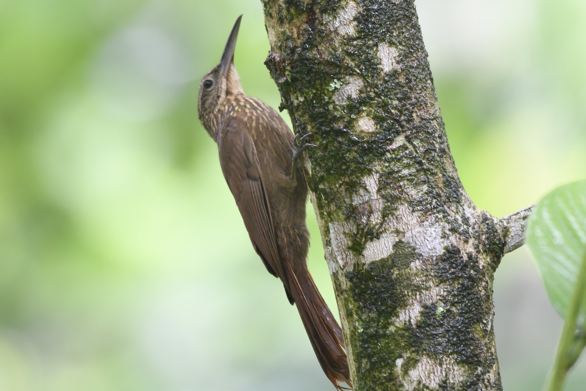 Cocoa Woodcreeper - ML619957488