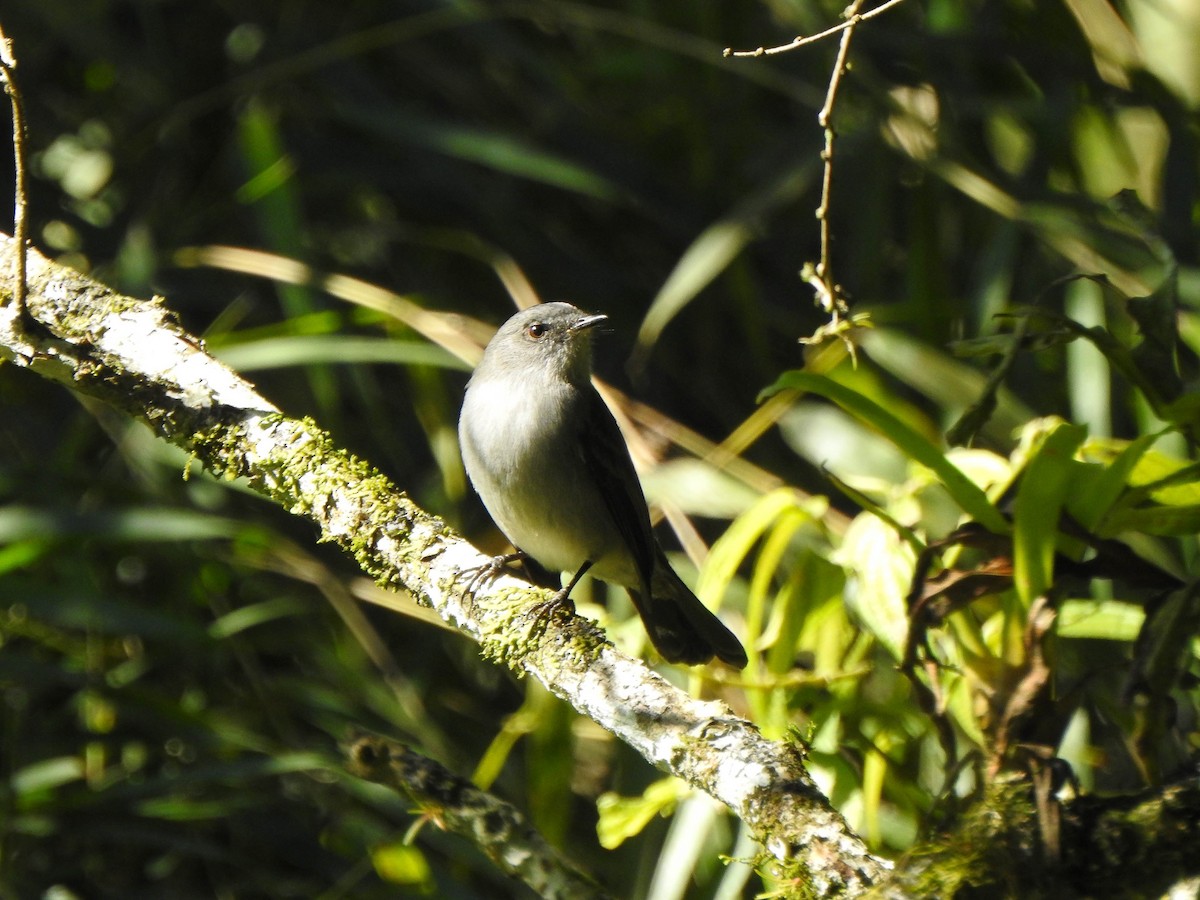 Sooty Tyrannulet - ML619957495