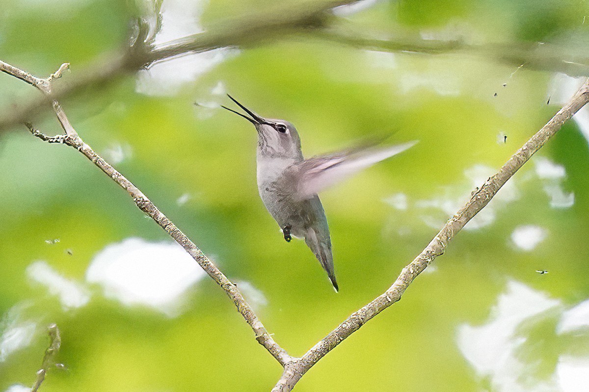 Anna's Hummingbird - ML619957522