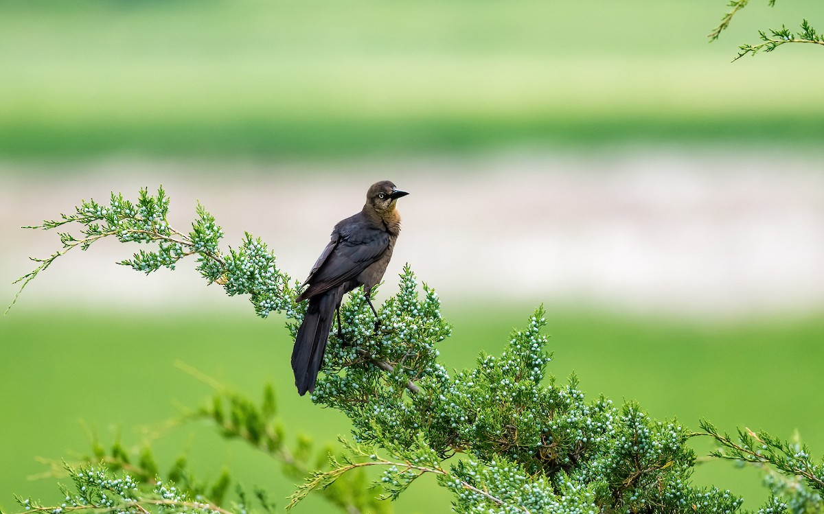 Great-tailed Grackle - ML619957523