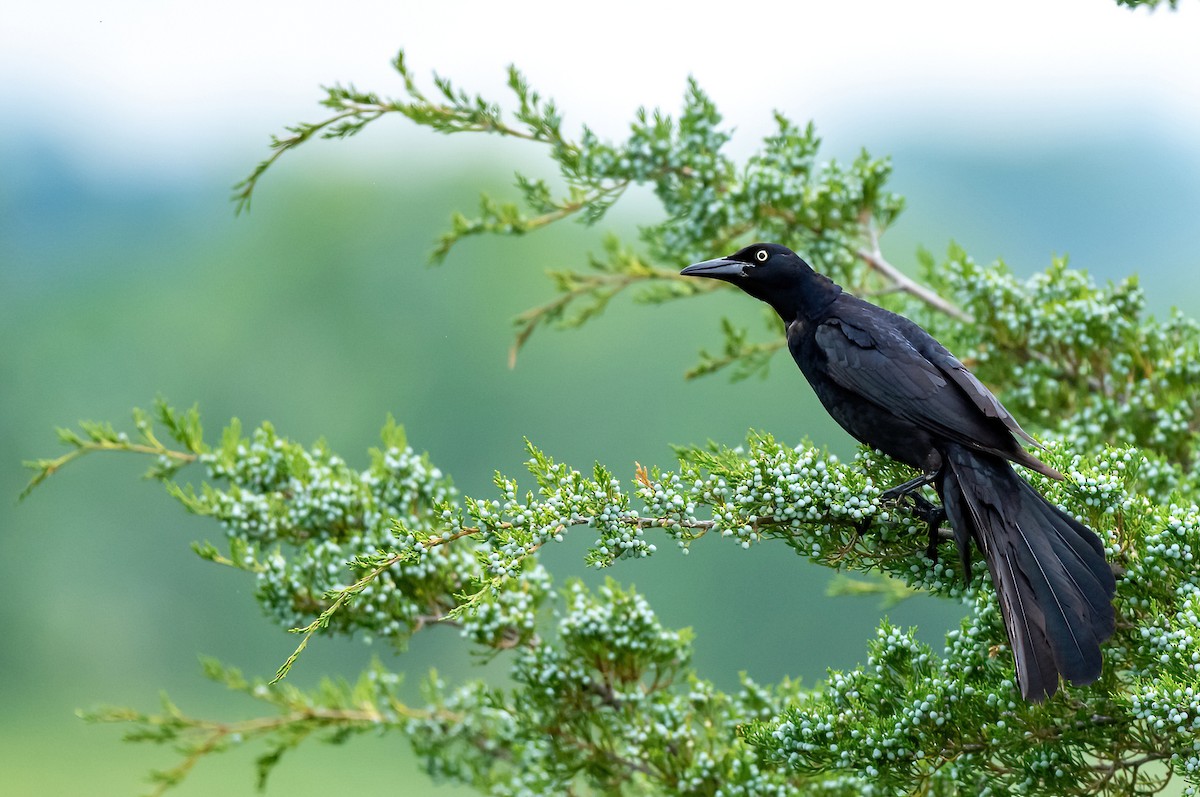 Great-tailed Grackle - ML619957524