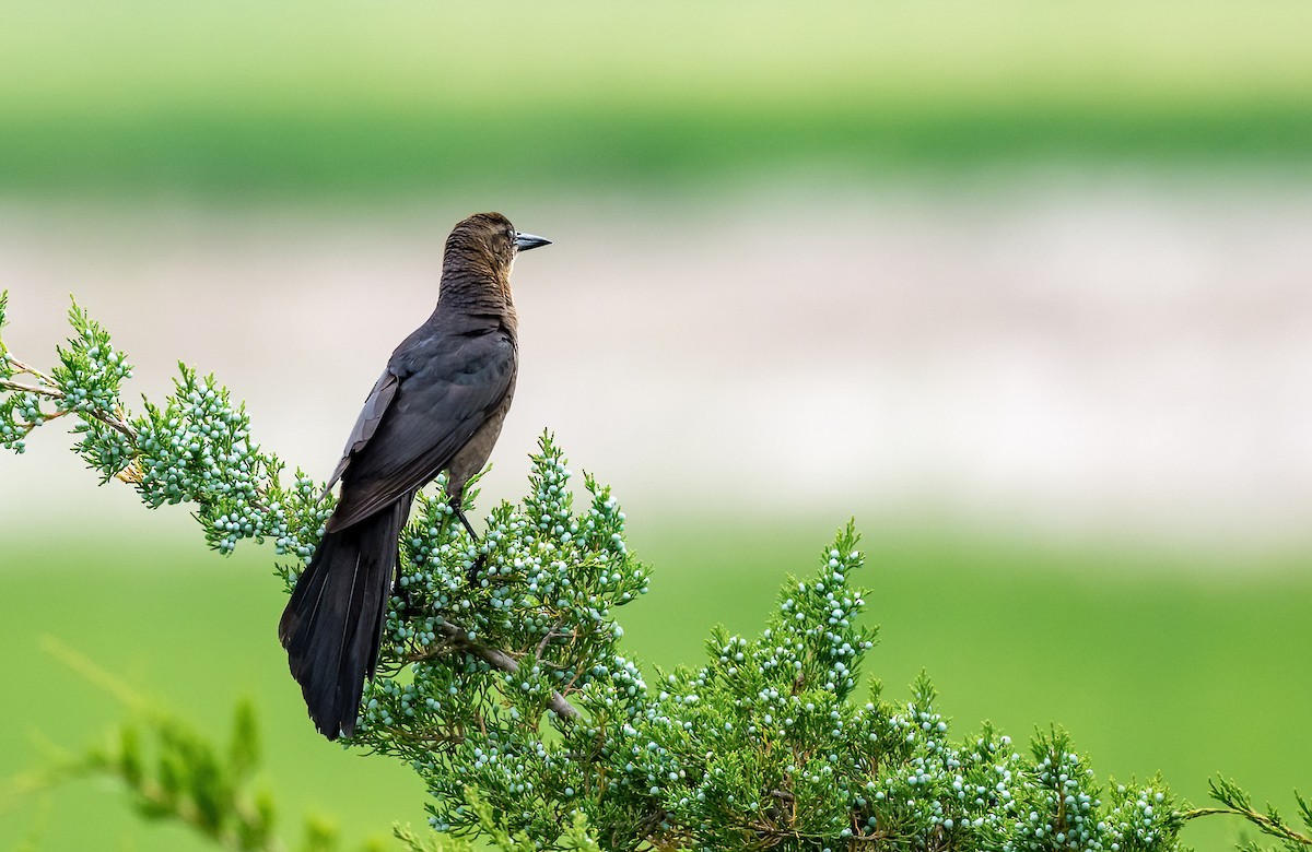 Great-tailed Grackle - ML619957525