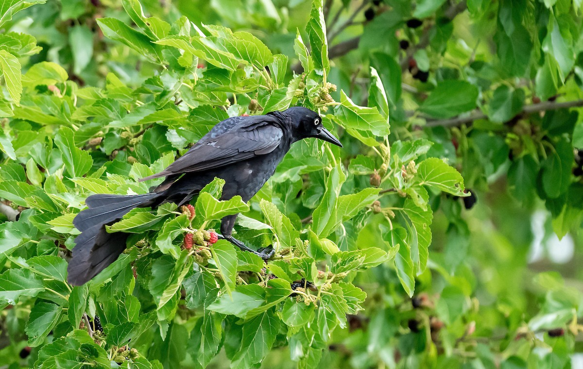 Great-tailed Grackle - ML619957526