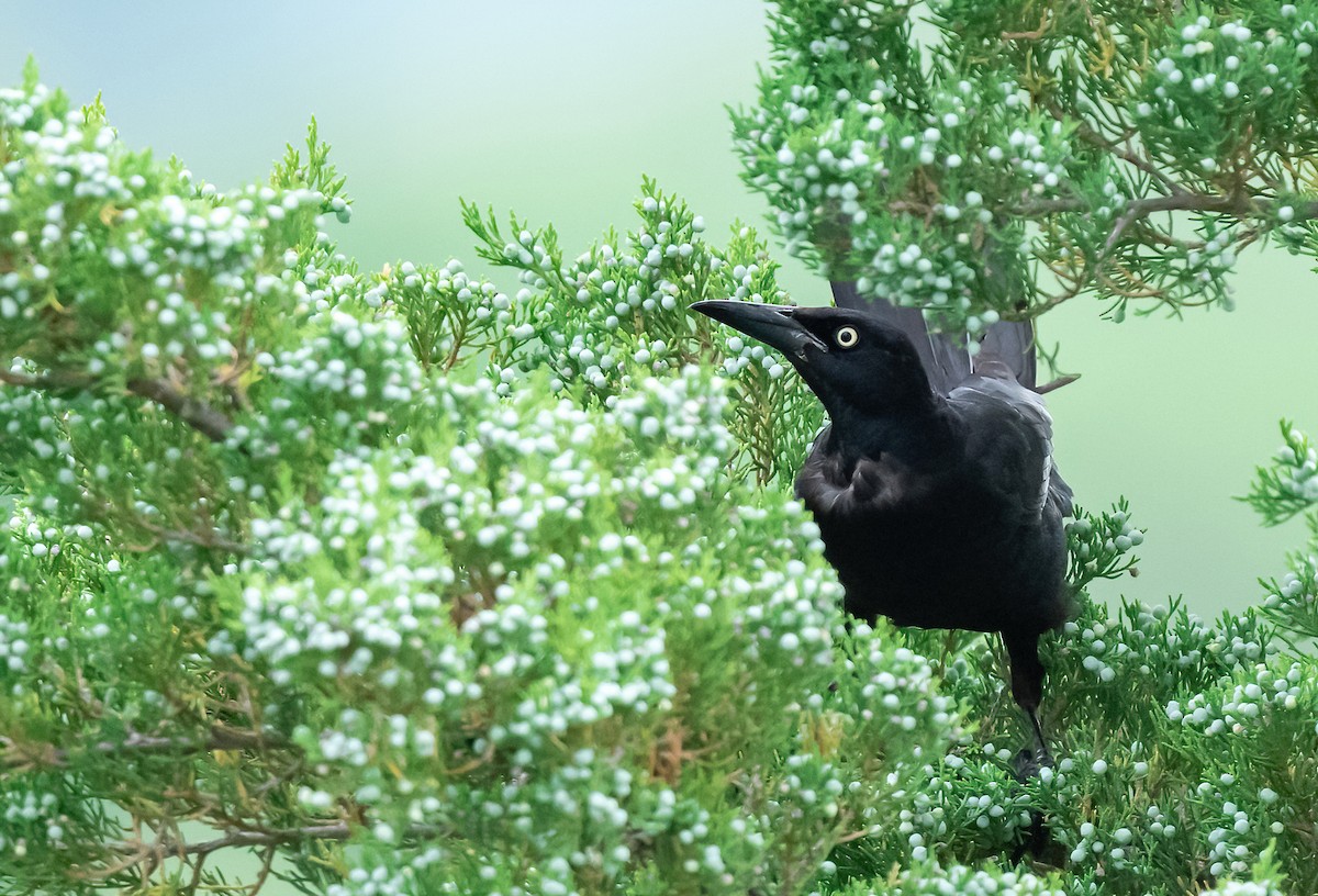 Great-tailed Grackle - ML619957527