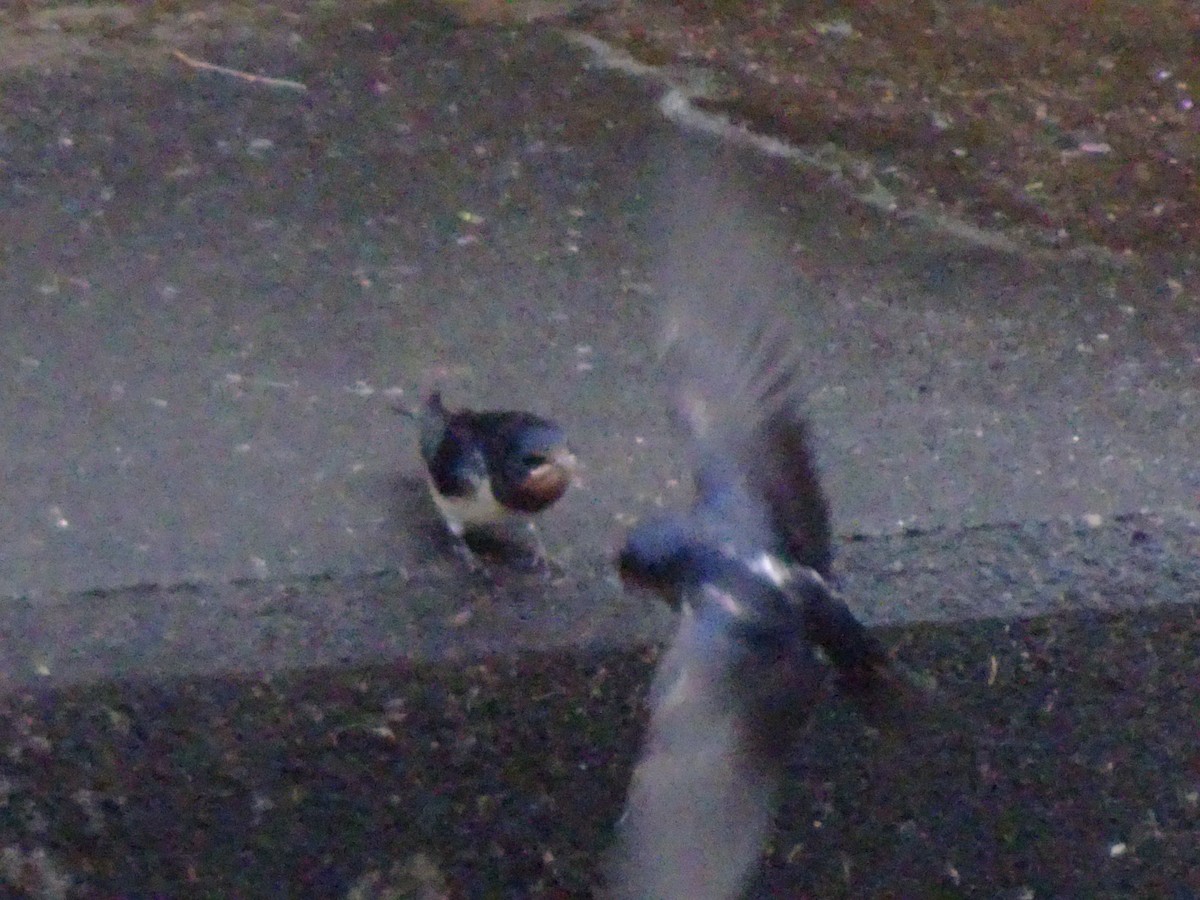 Barn Swallow - ML619957531