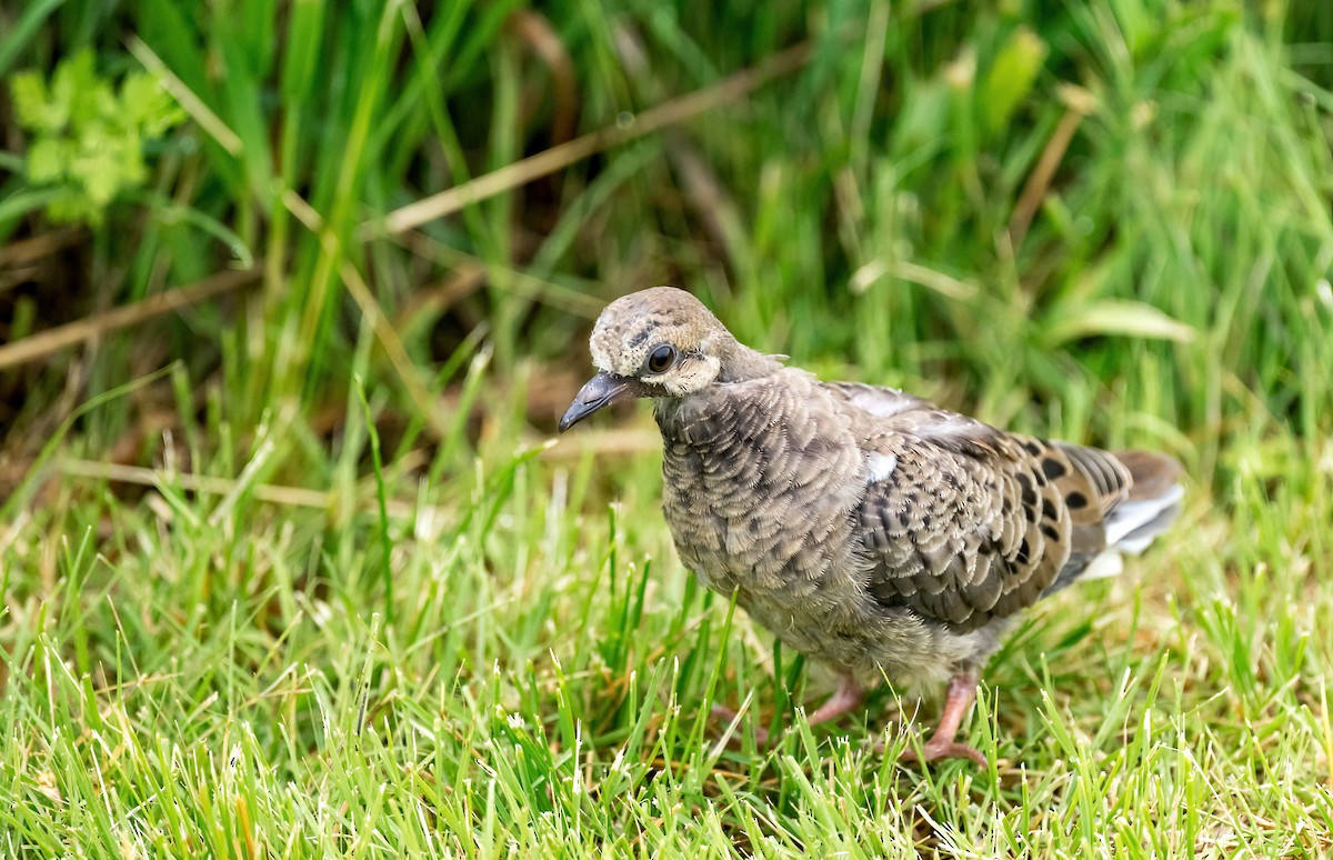 Mourning Dove - Linda Sullivan