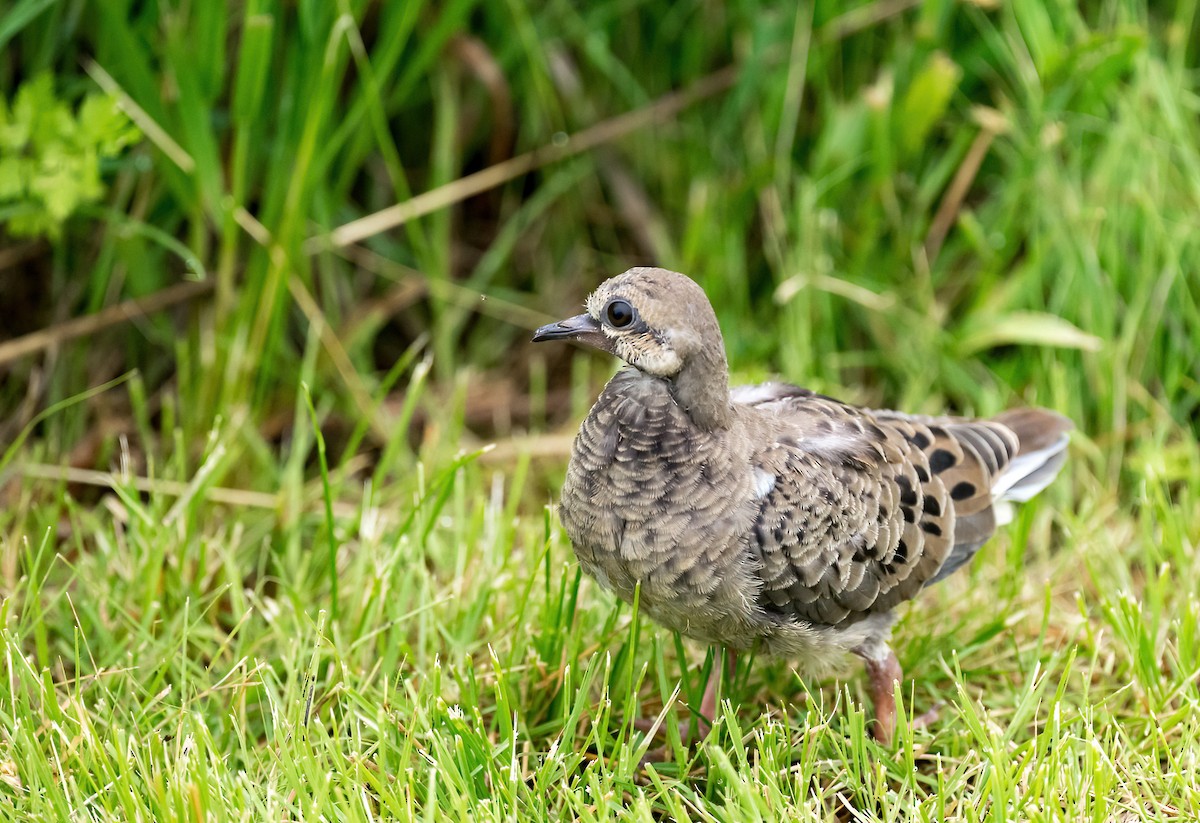 Mourning Dove - ML619957536