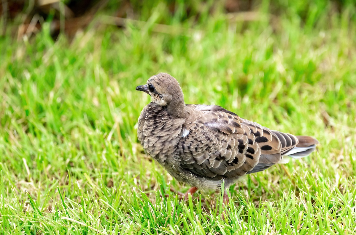 Mourning Dove - ML619957537