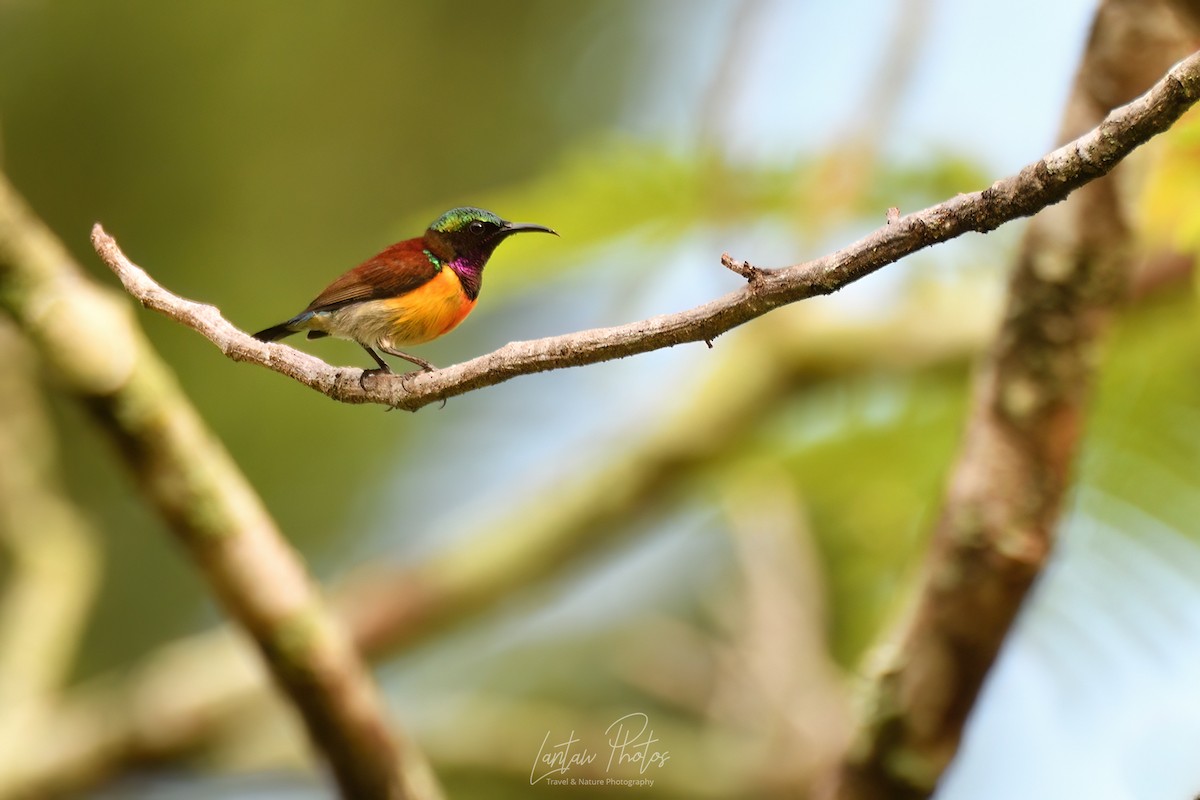 Purple-throated Sunbird (Orange-lined) - ML619957560