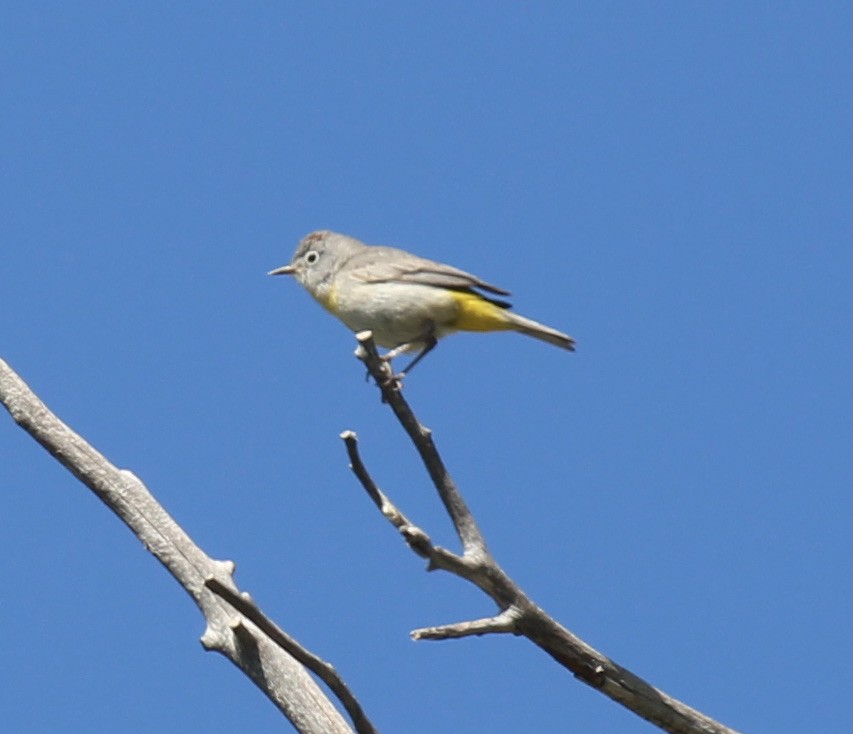 Gelbsteiß-Waldsänger - ML619957580