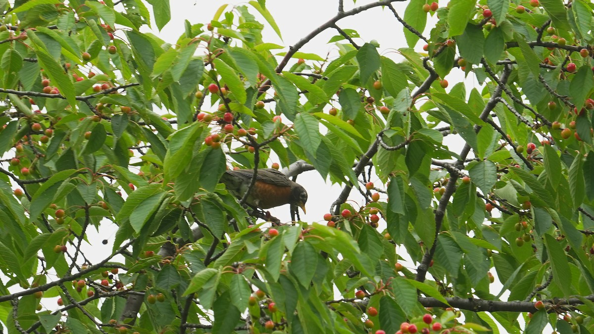 American Robin - ML619957594