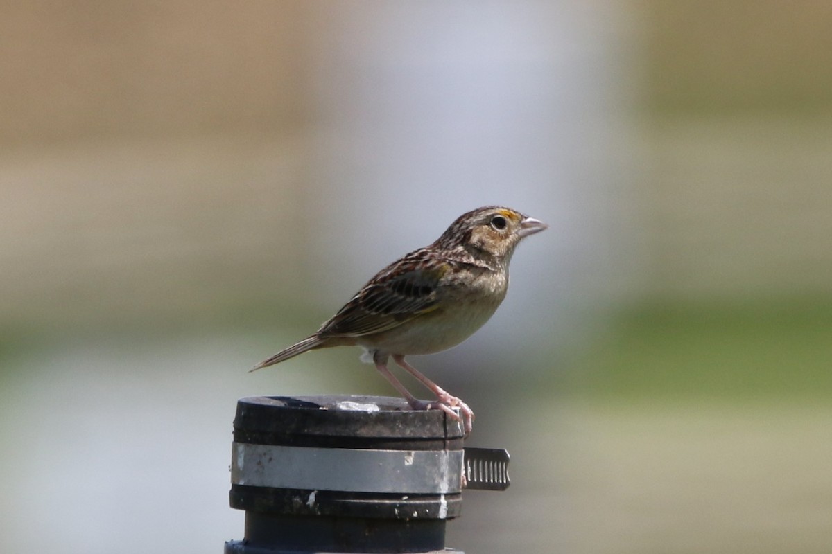 Grasshopper Sparrow - ML619957599