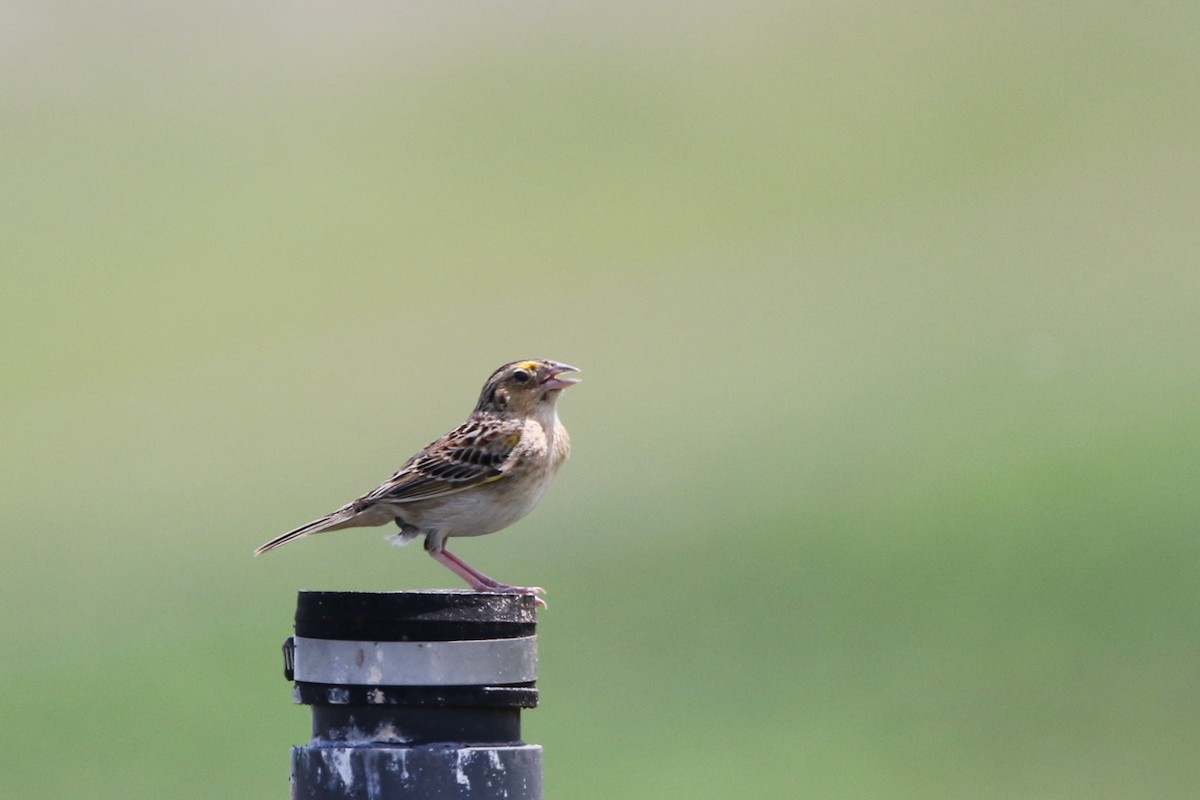 Grasshopper Sparrow - ML619957600