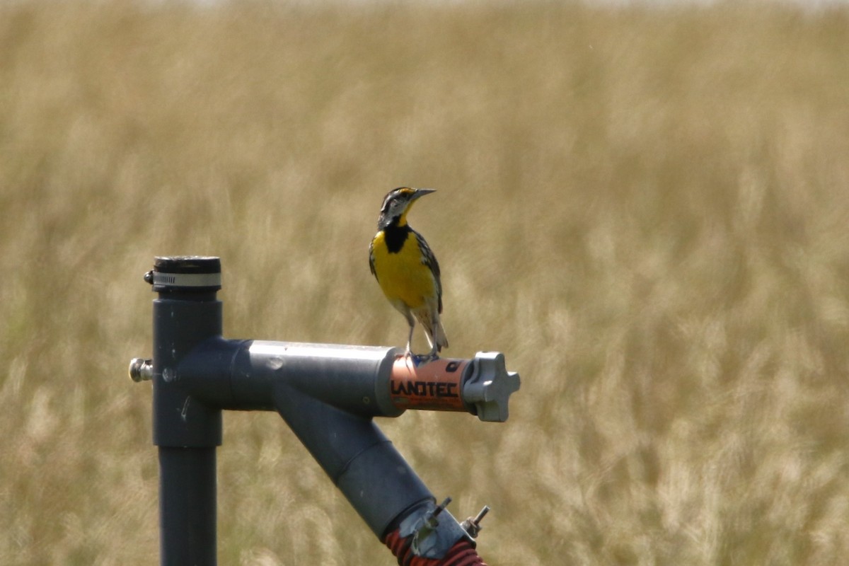 Eastern Meadowlark - ML619957602