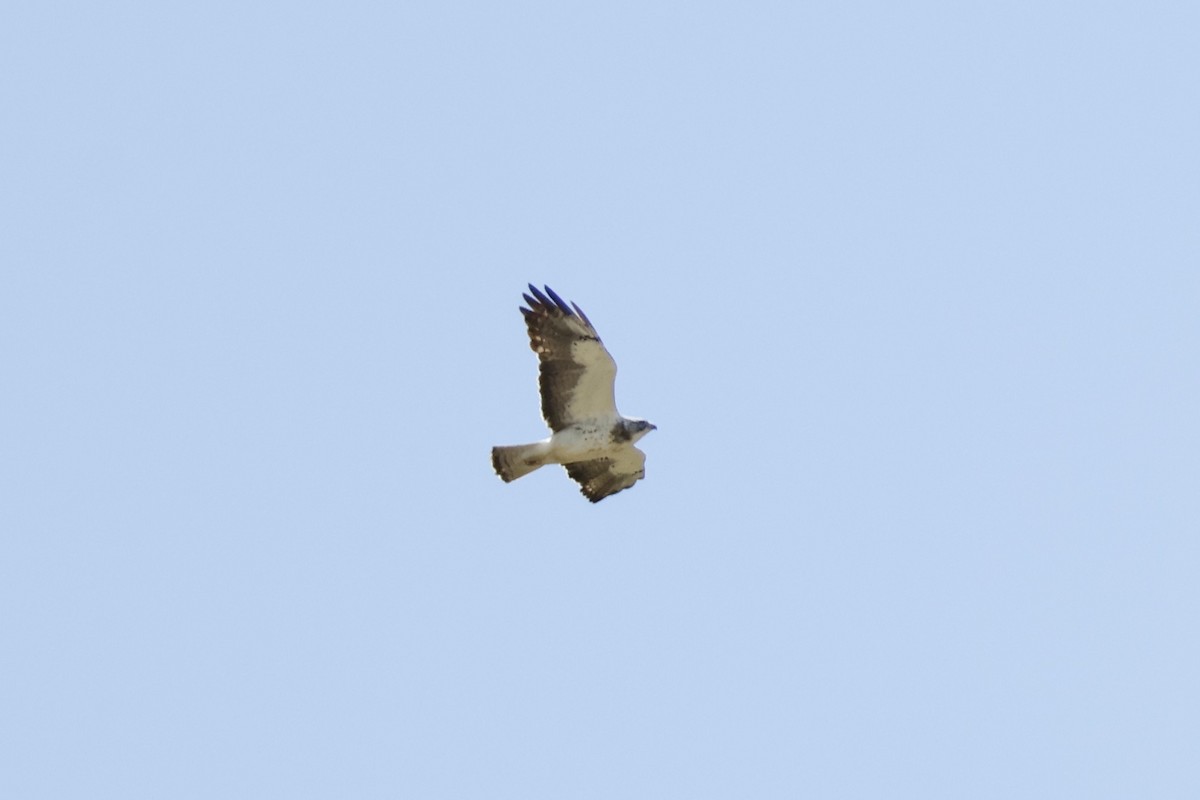 Swainson's Hawk - ML619957605