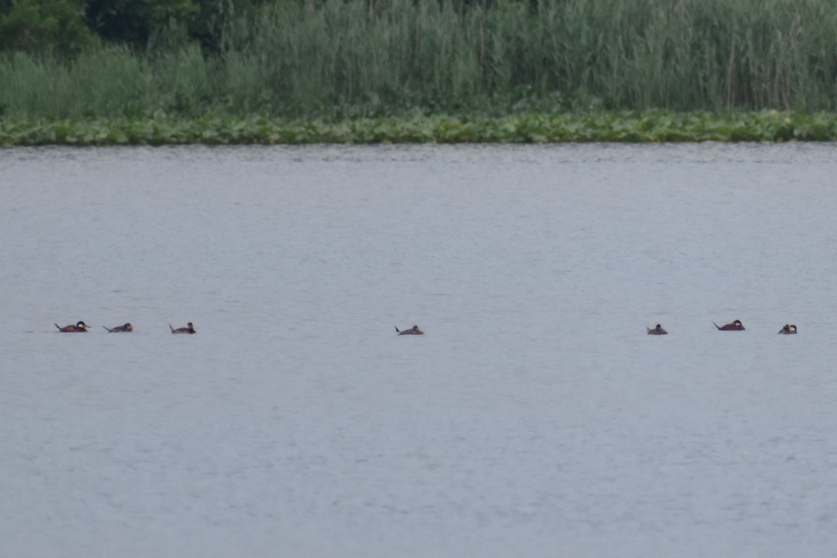 Ruddy Duck - ML619957623