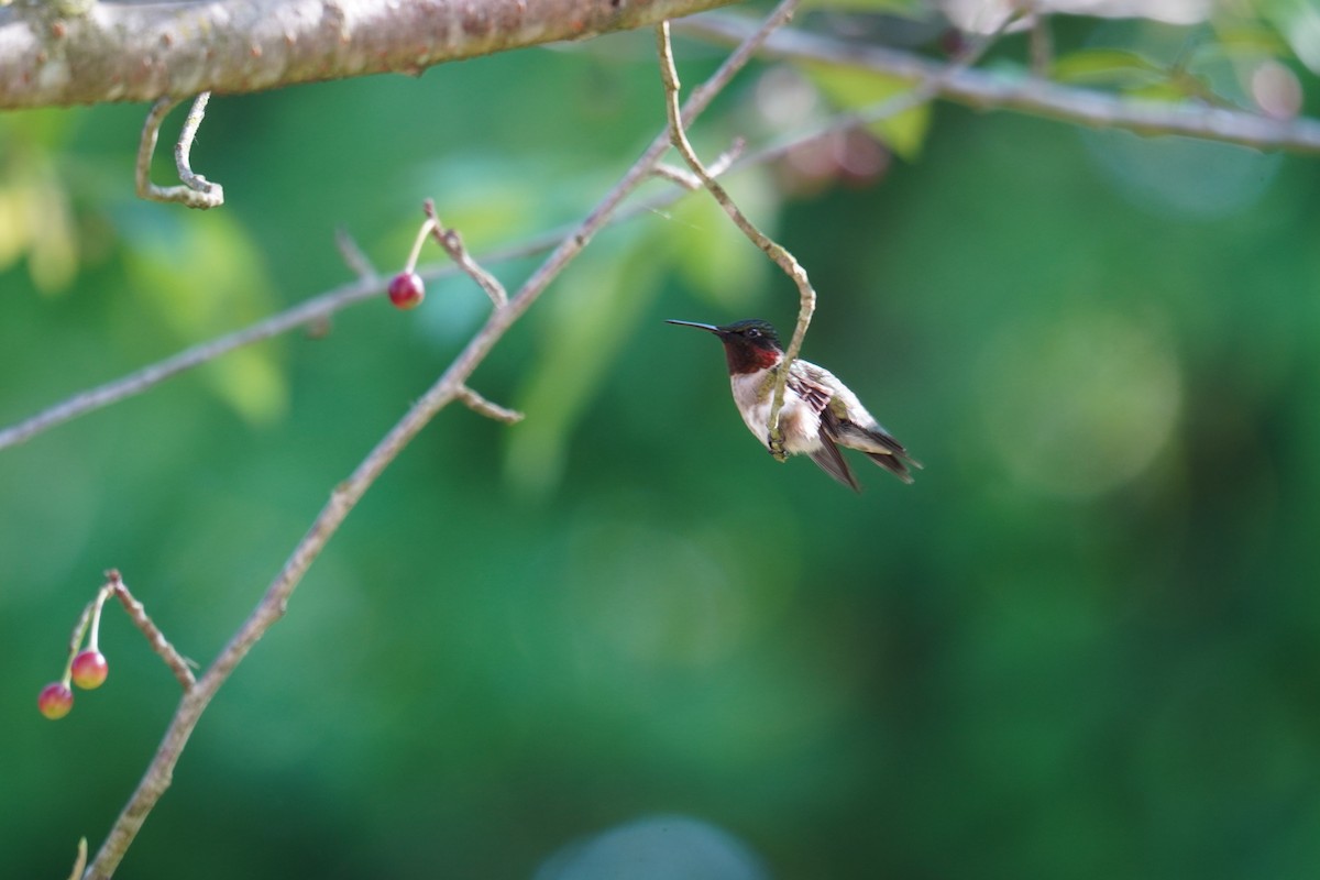 Ruby-throated Hummingbird - ML619957639