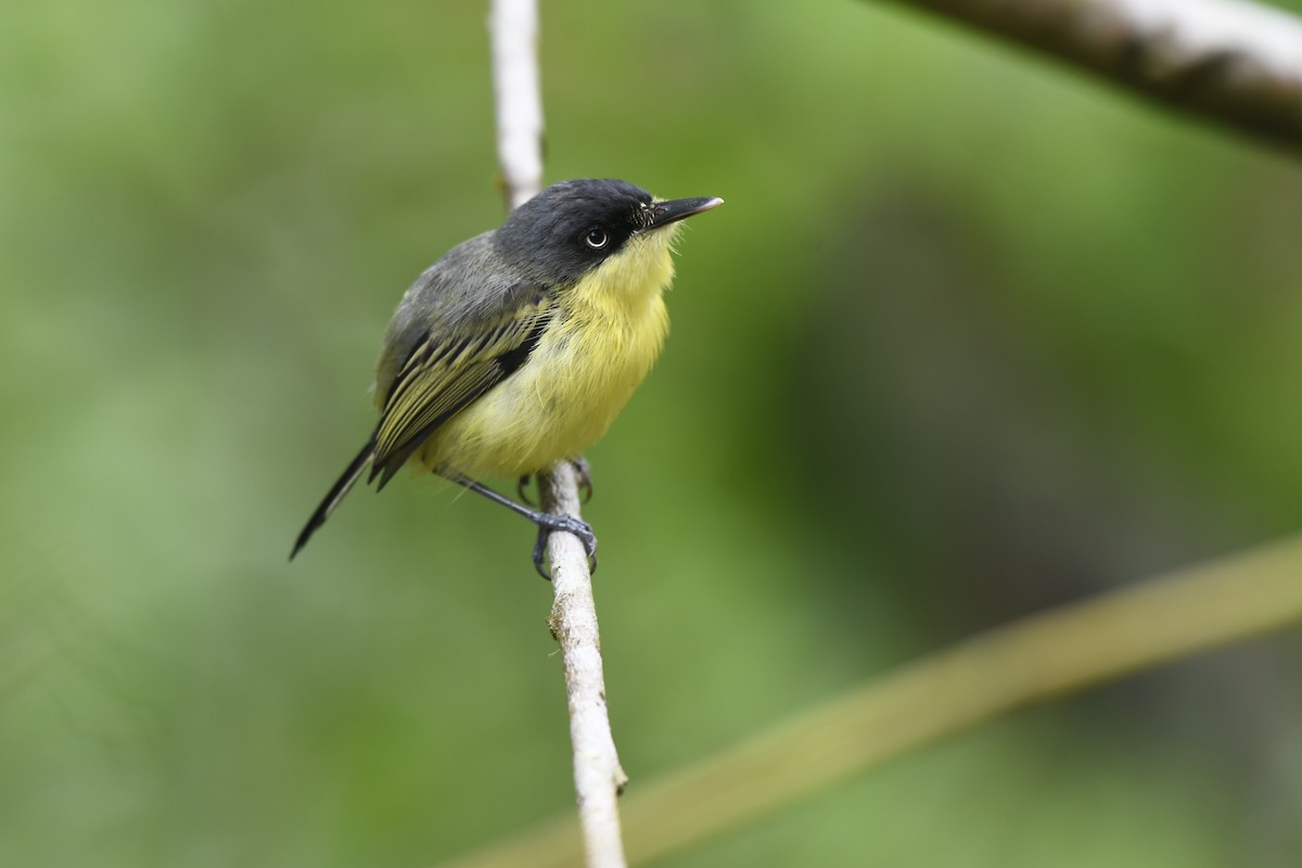 Common Tody-Flycatcher - ML619957644