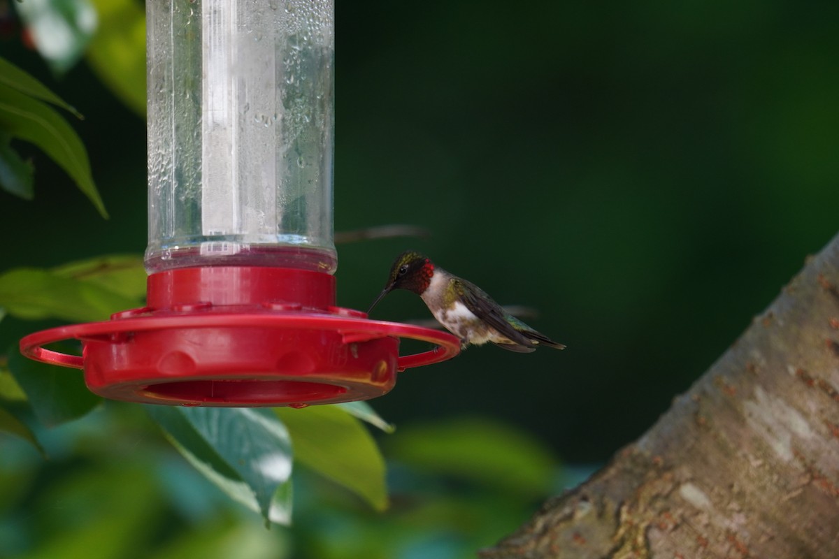 Ruby-throated Hummingbird - ML619957648
