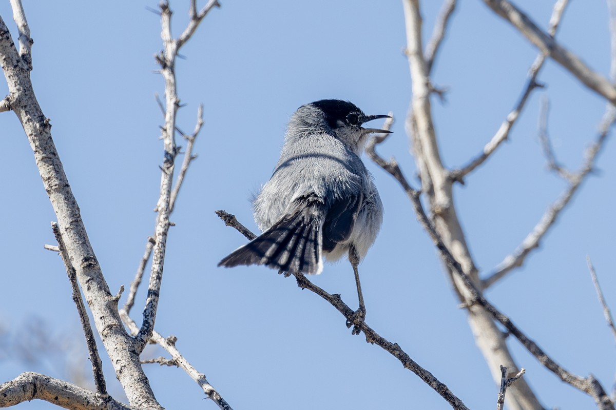 Black-tailed Gnatcatcher - ML619957673