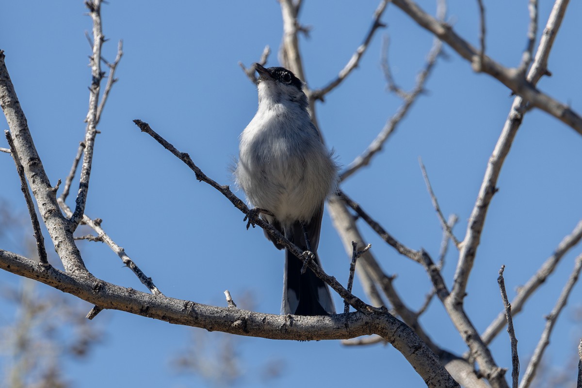 Black-tailed Gnatcatcher - ML619957676