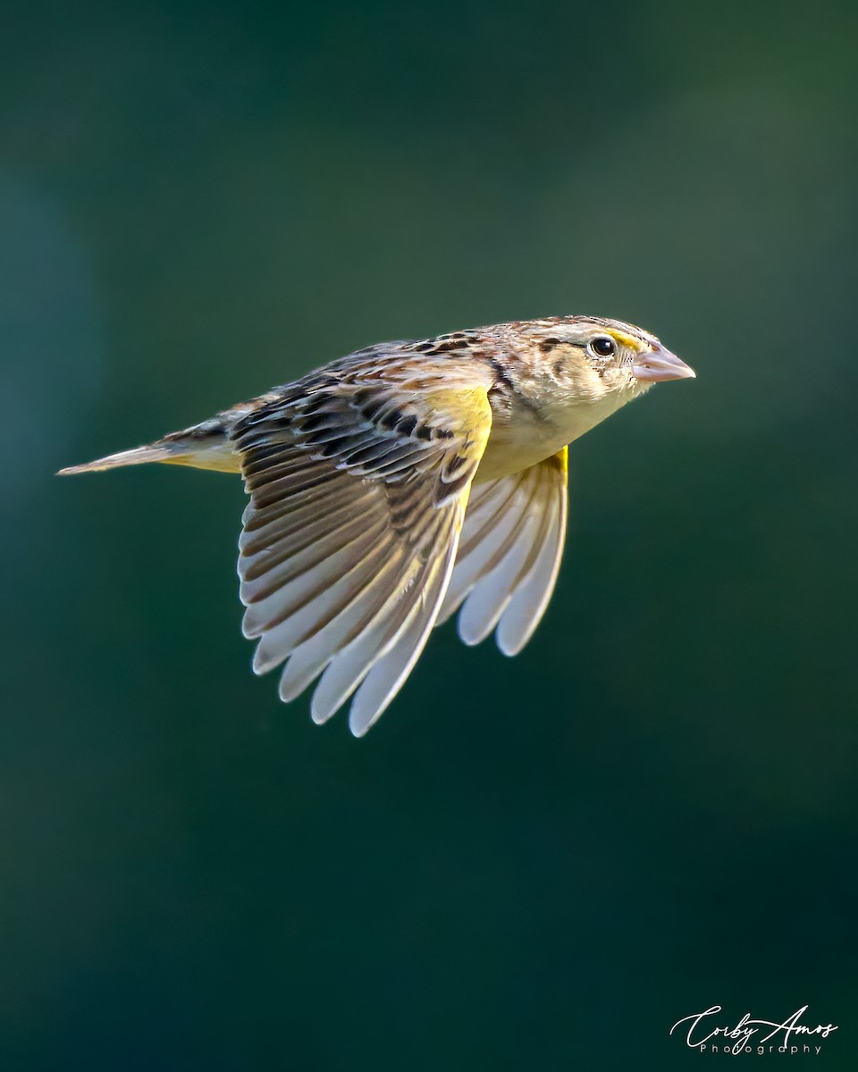 Grasshopper Sparrow - Corby Amos