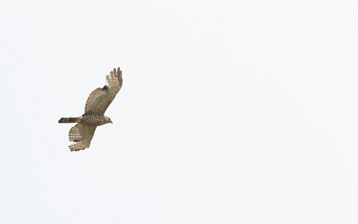 Breitflügelbussard - ML619957684