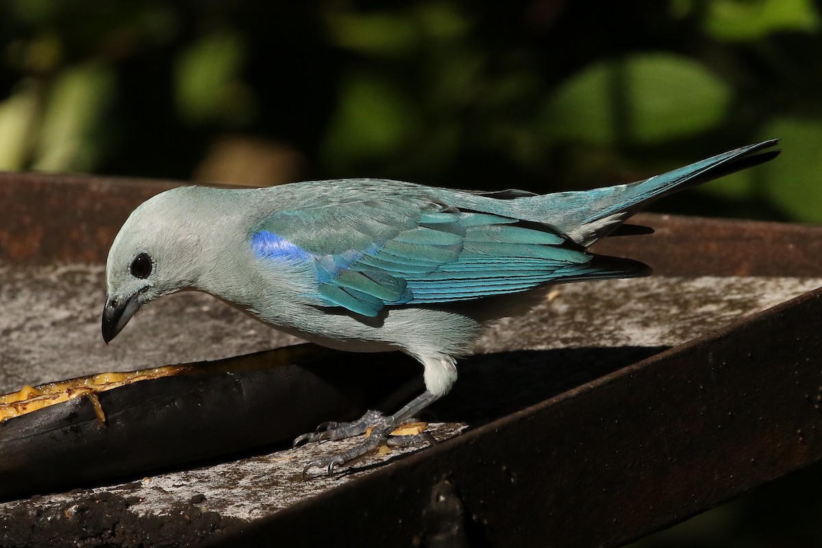 Blue-gray Tanager - ML619957696