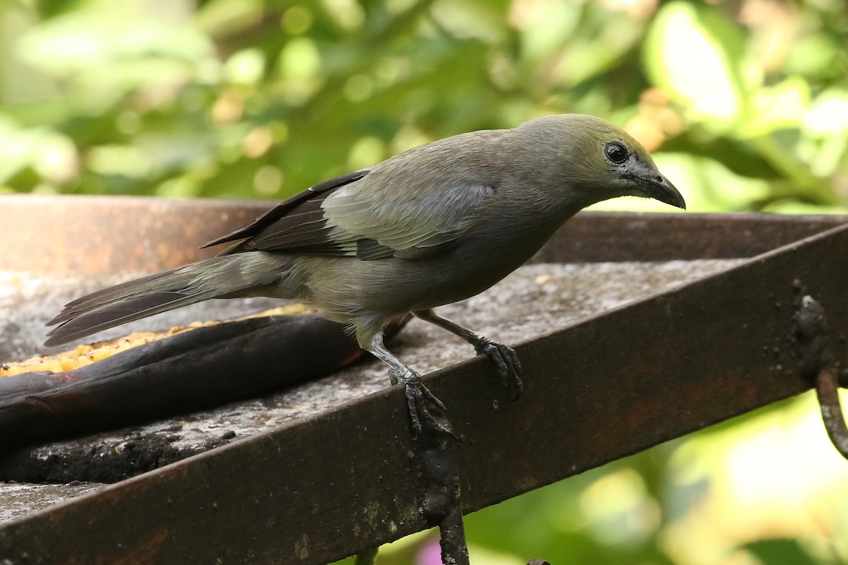 Palm Tanager - ML619957705