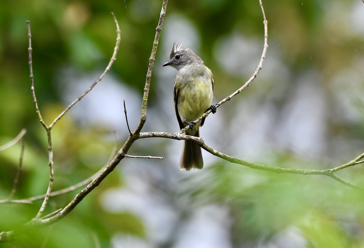 Yellow-bellied Elaenia - ML619957753