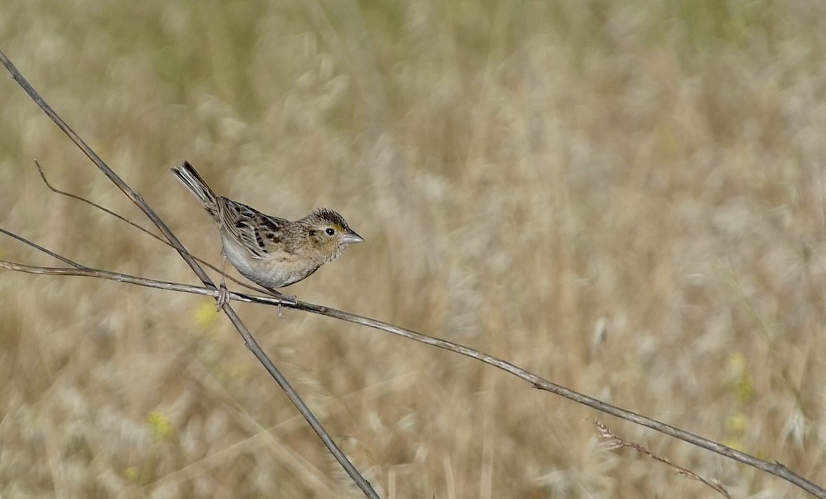 Grasshopper Sparrow - ML619957757