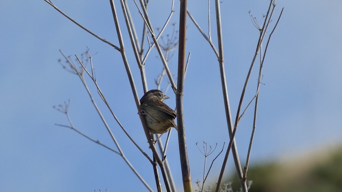 Rufous-crowned Sparrow - ML619957761